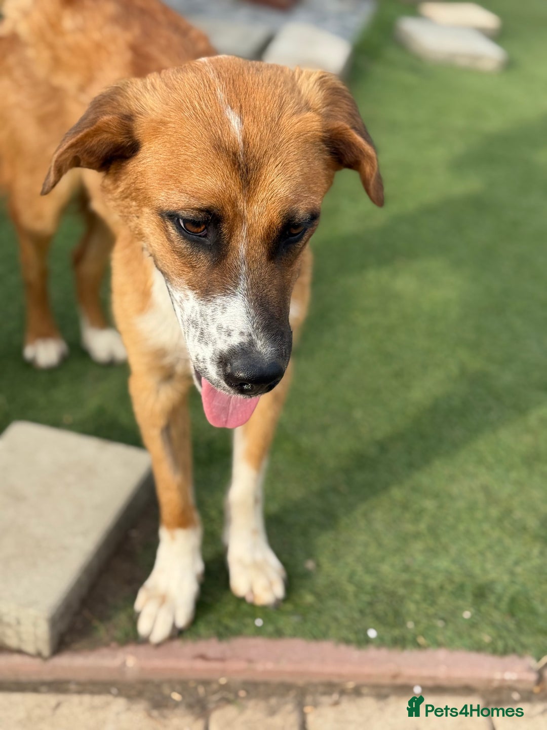 Mixed Breed dogs for adoption: Sweet Armin looking for LOvE - Image 7