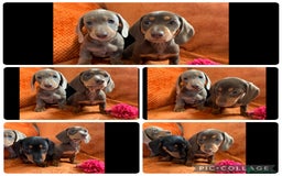 Miniature Dachshund dogs for sale: Minature Dashound boy&girl Ready Now - Image 20