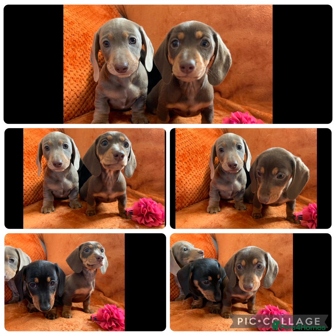 Miniature Dachshund dogs for sale: Minature Dashound boy&girl Ready Now - Image 20