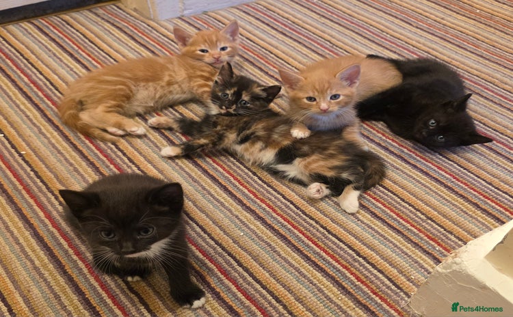 Mixed Breed cats - Advert 5
