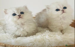 Persian cats for sale: Persian Chinchilla silver shadow 🎀🧢 - Image 5