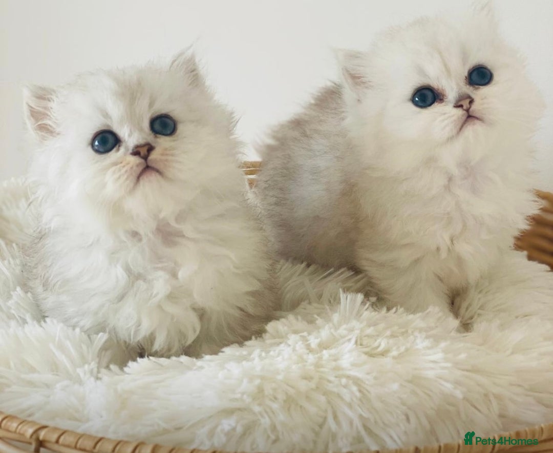 Persian cats for sale: Persian Chinchilla silver shadow 🎀🧢 - Image 5