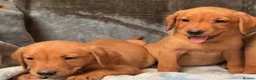 Labrador Retriever dogs for sale: Red labrador - Advert 1