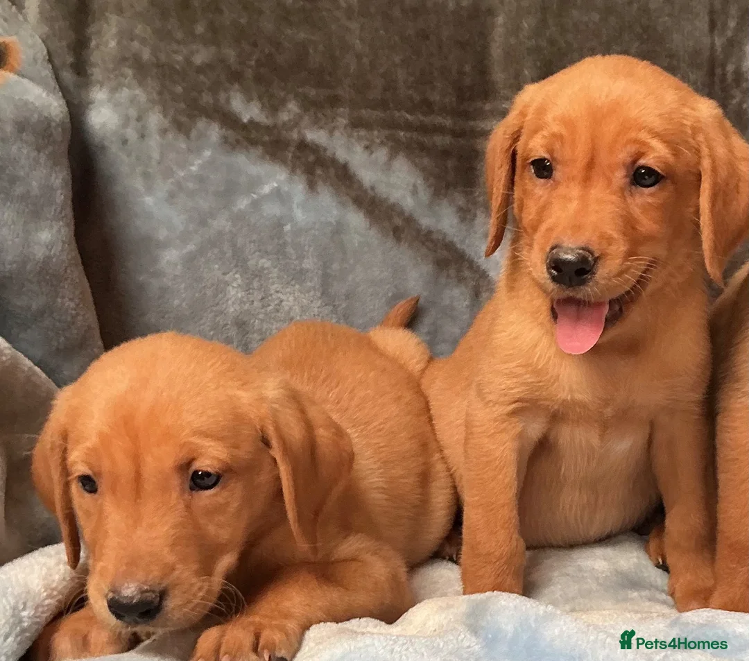 Labrador Retriever dogs for sale: Red labrador - Advert 1