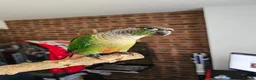Conures birds for sale: Ricky & Cleo - Advert 7