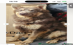 German Shepherd dogs for sale: Kc registered DNA Health tested gsd puppies - Image 20