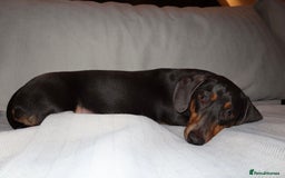 Dachshund dogs for sale: Rehoming our 3 yo dachshund  - Image 16