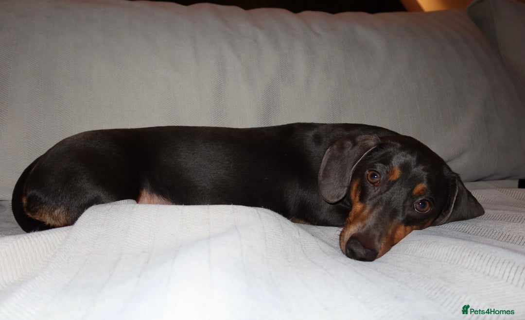 Dachshund dogs for sale: Rehoming our 3 yo dachshund  - Image 16