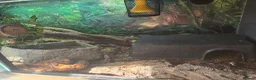Boa Snake reptiles for sale: 12 year old Brazilian rainbow boa - Advert 7