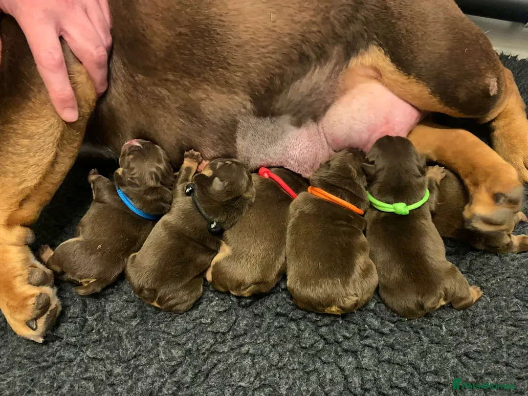 English Bulldog dogs for stud: *ROGUEROYALES Stud Valentino* Health Tested Clear in Wolverhampton - Advert 23