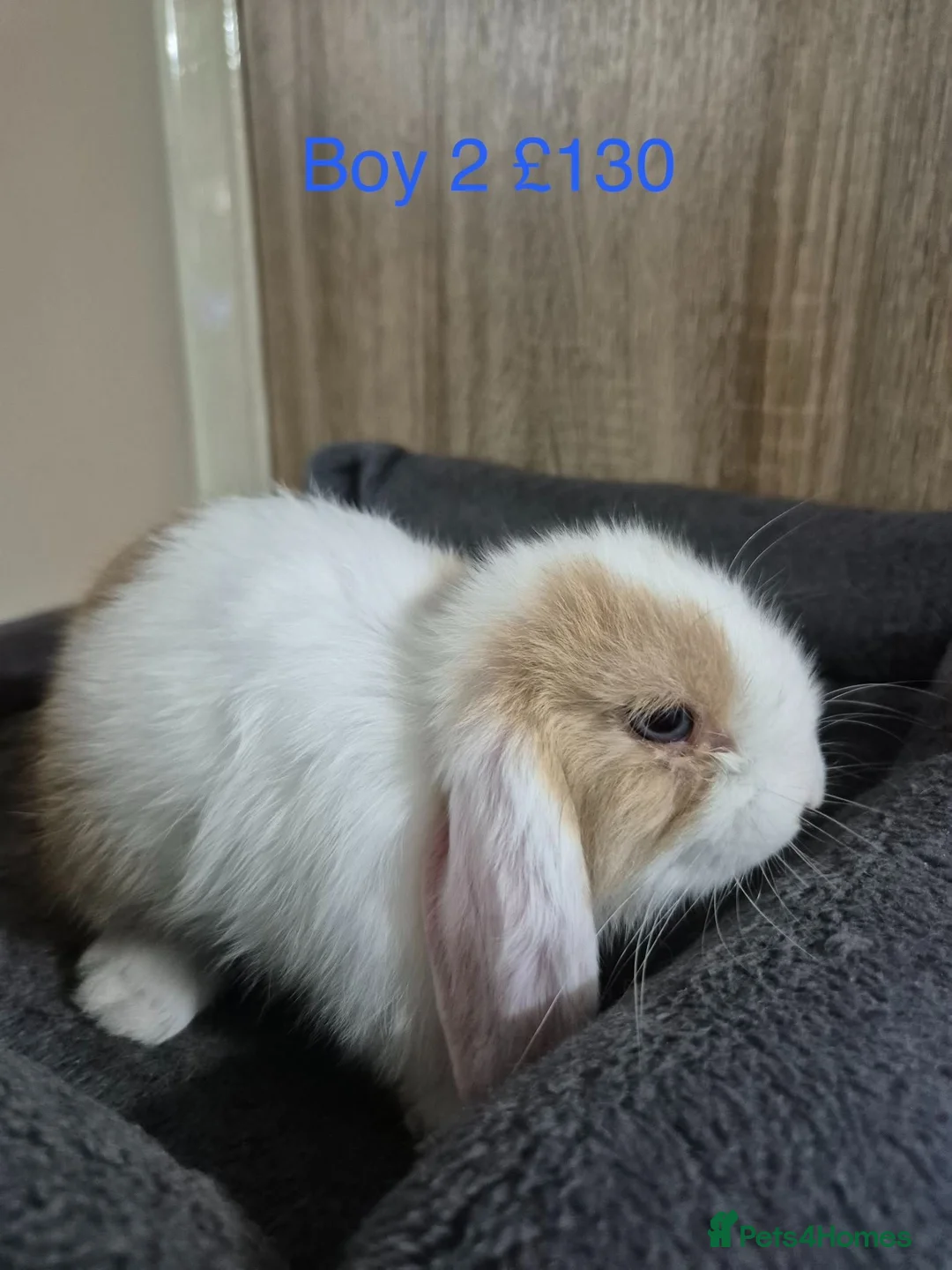 Mini Lop rabbits for sale: Pure Baby Mini Lops For Sale - Advert 16