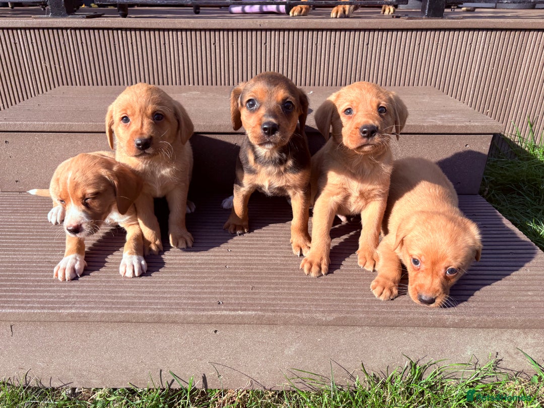 Mixed Breed dogs for sale: Labrador x Beagle  - Image 8