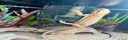 Bearded Dragon reptiles for sale: Red leatherback bearded dragon 🧡 in Petersfield - Advert 3