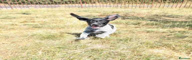 German Wirehaired Pointer 2