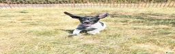 German Wirehaired Pointer dogs for sale: German Wirehaired Pointer Puppies in Ludlow - Advert 8