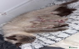 Ragdoll cats for sale: Beautiful ragdoll kittens  - Image 12