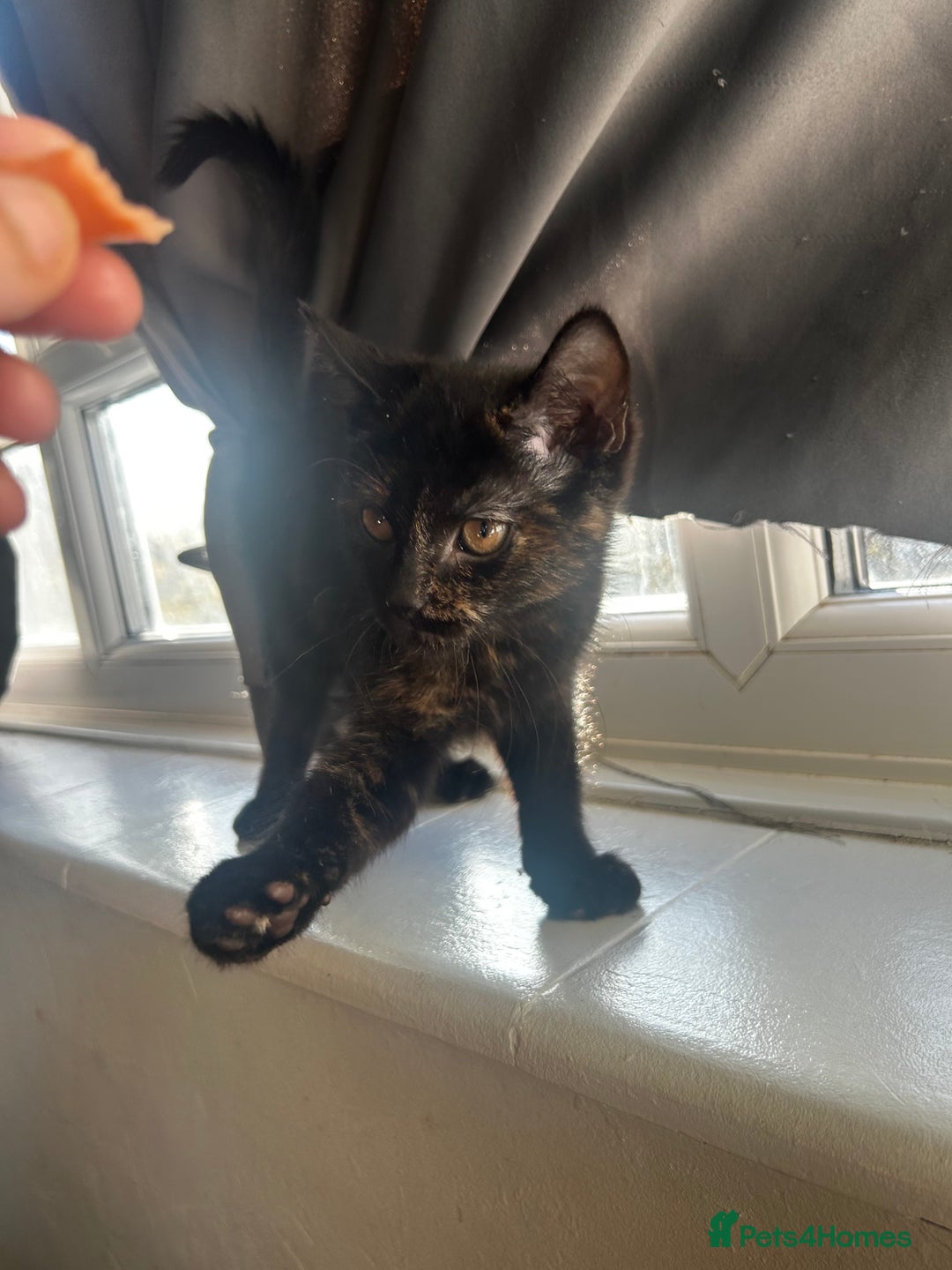 Siberian cats for sale: Siberian x Chartreux - Advert 17