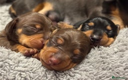 Miniature Dachshund dogs for sale: Three little miniature dachshund boys  - Advert 12