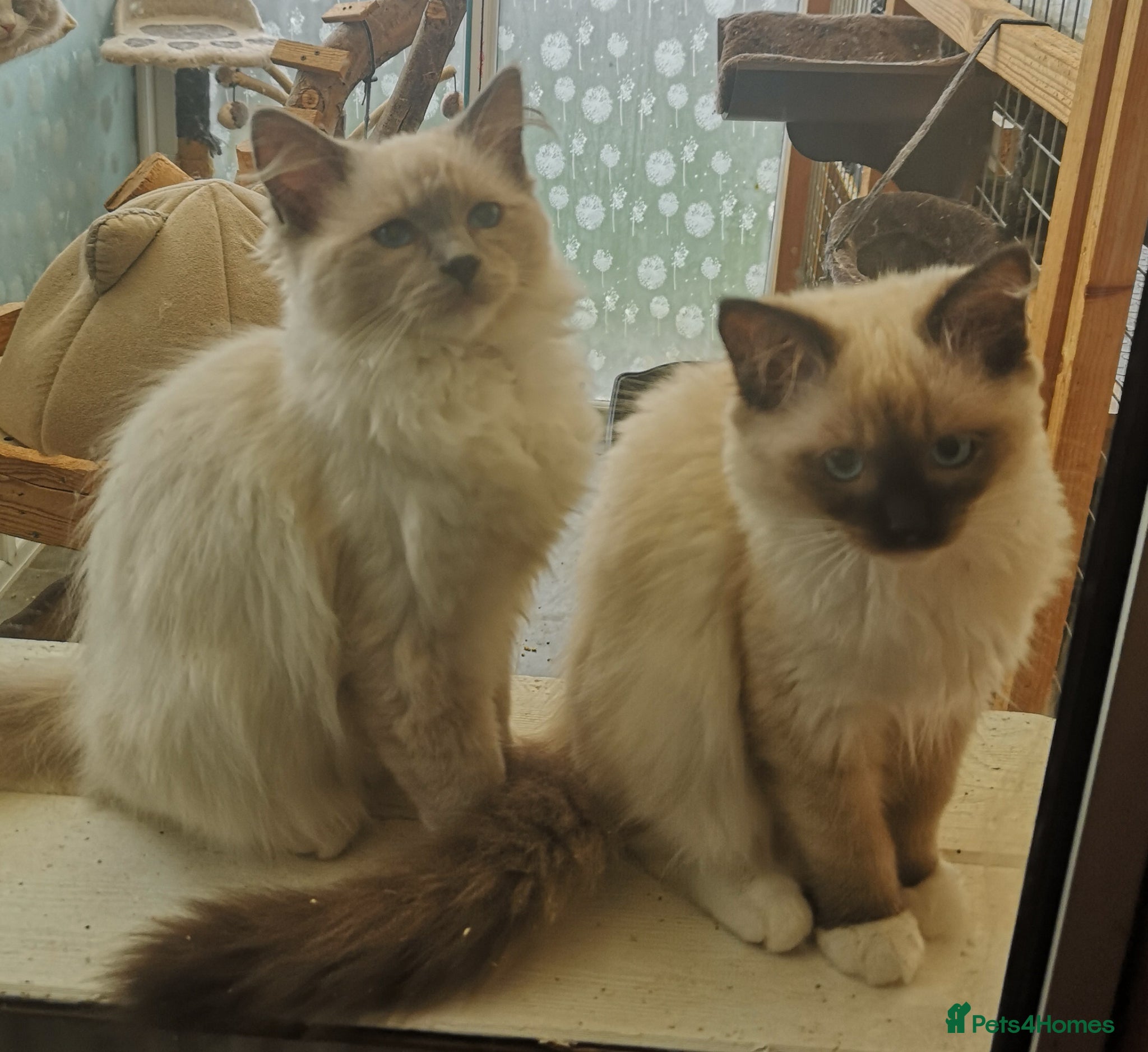 Ragdoll cats GCCF registered Ragdol kittens  - Advert 3