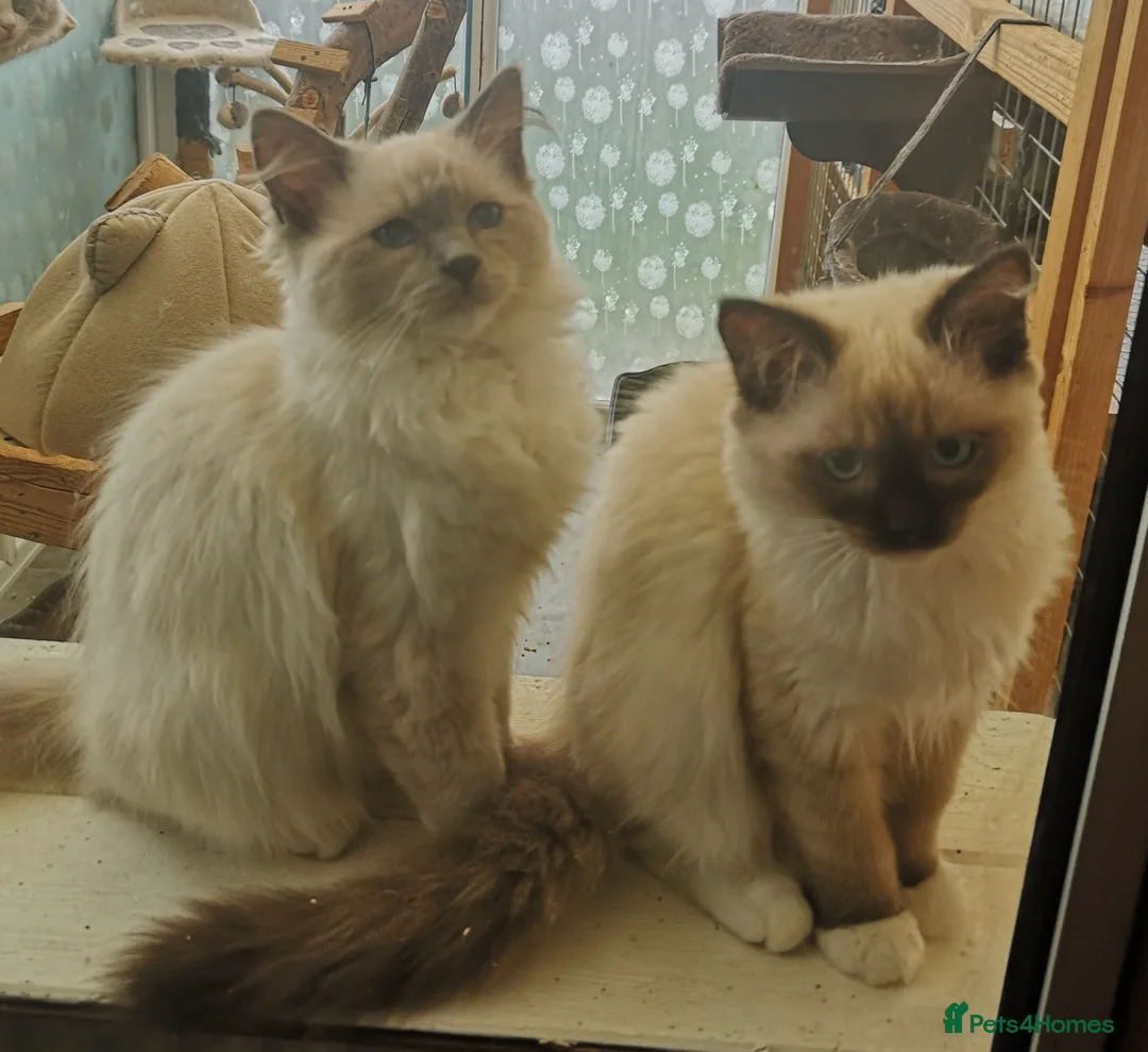 Ragdoll cats for sale: GCCF registered Ragdol kittens  - Advert 1