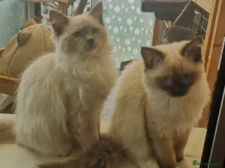 Ragdoll cats GCCF registered Ragdol kittens - Advert 6