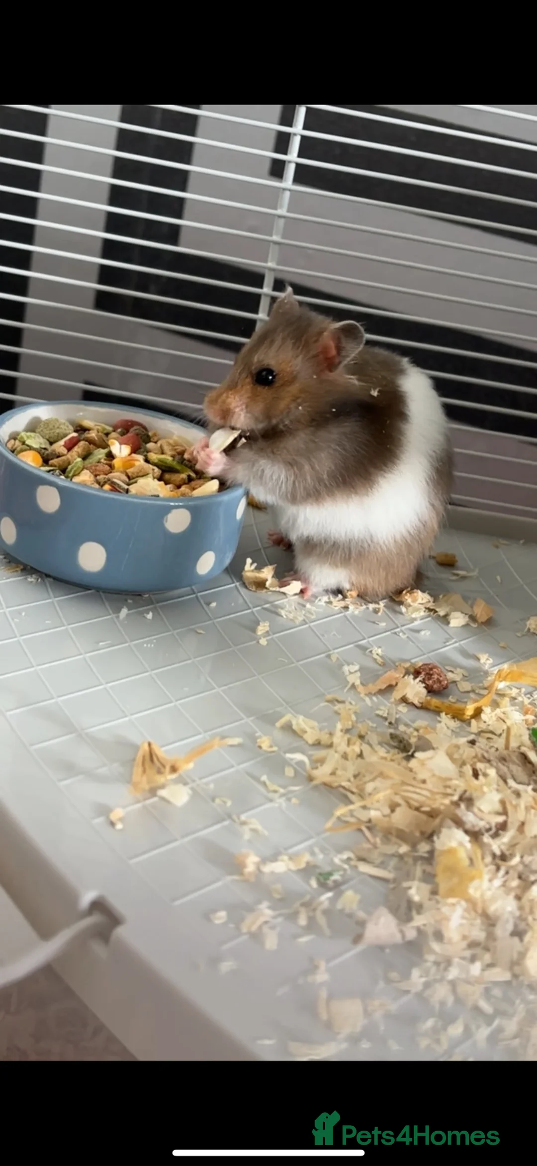 Hamster rodents for sale: Female hamster in Dundee - Advert 2