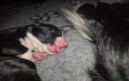 Border Collie dogs for sale: Pure border collie puppies  - Image 9
