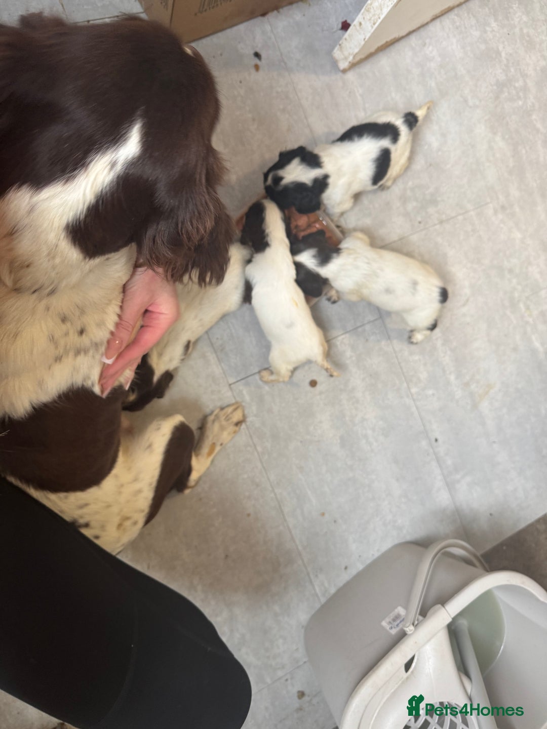 Cocker Spaniel dogs for sale: Cocker spaniel puppies working family pets - Image 3