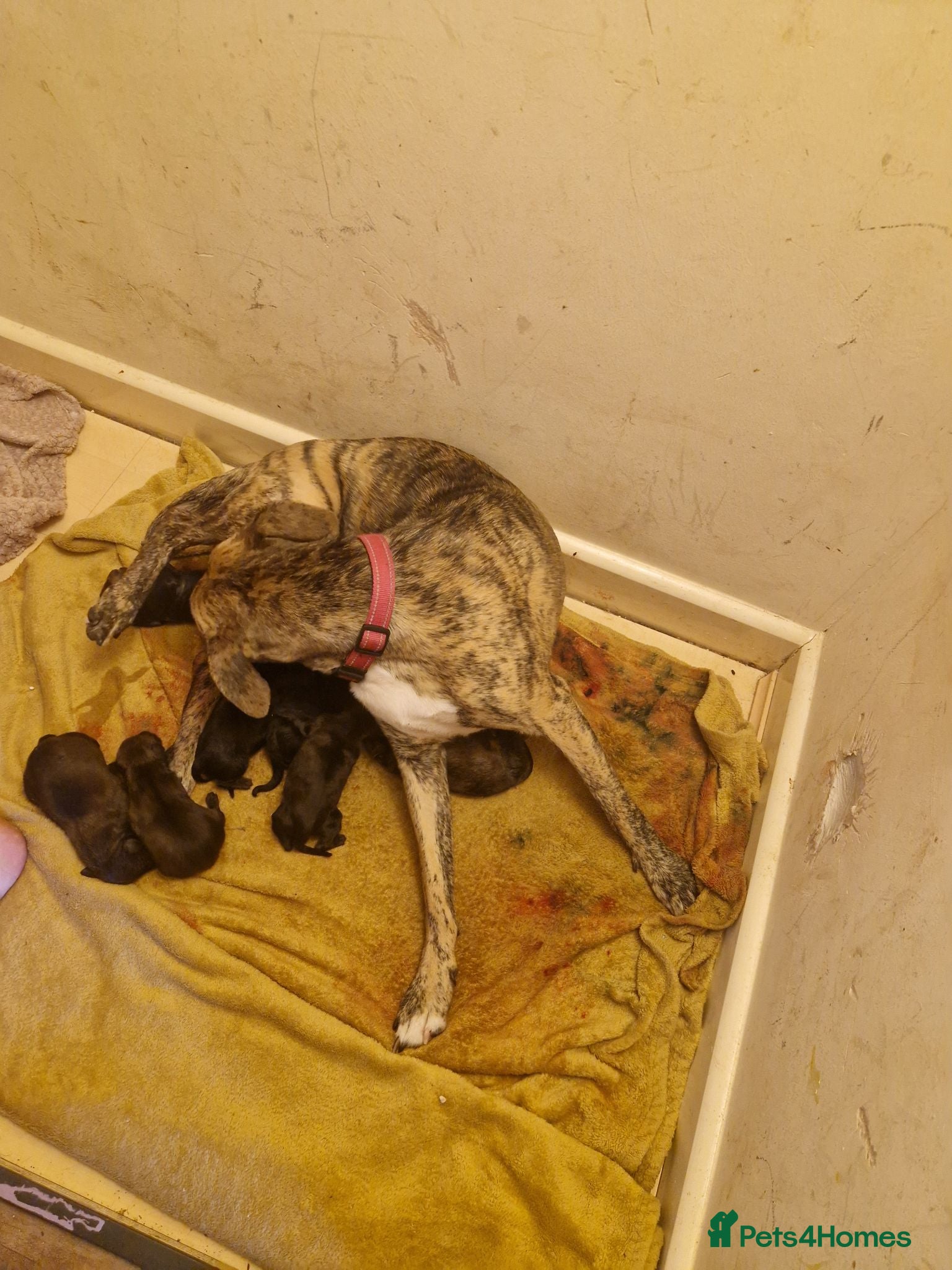 Mixed Breed dogs 9 gorgeous staffy cross rottweiler puppies  - Advert 1