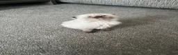 Ragdoll cats for sale: Ragdoll x Scottish fold  in Farnborough - Advert 6