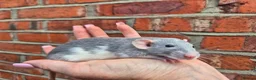 Rat rodents for sale: Various dumbo rats  - Advert 4