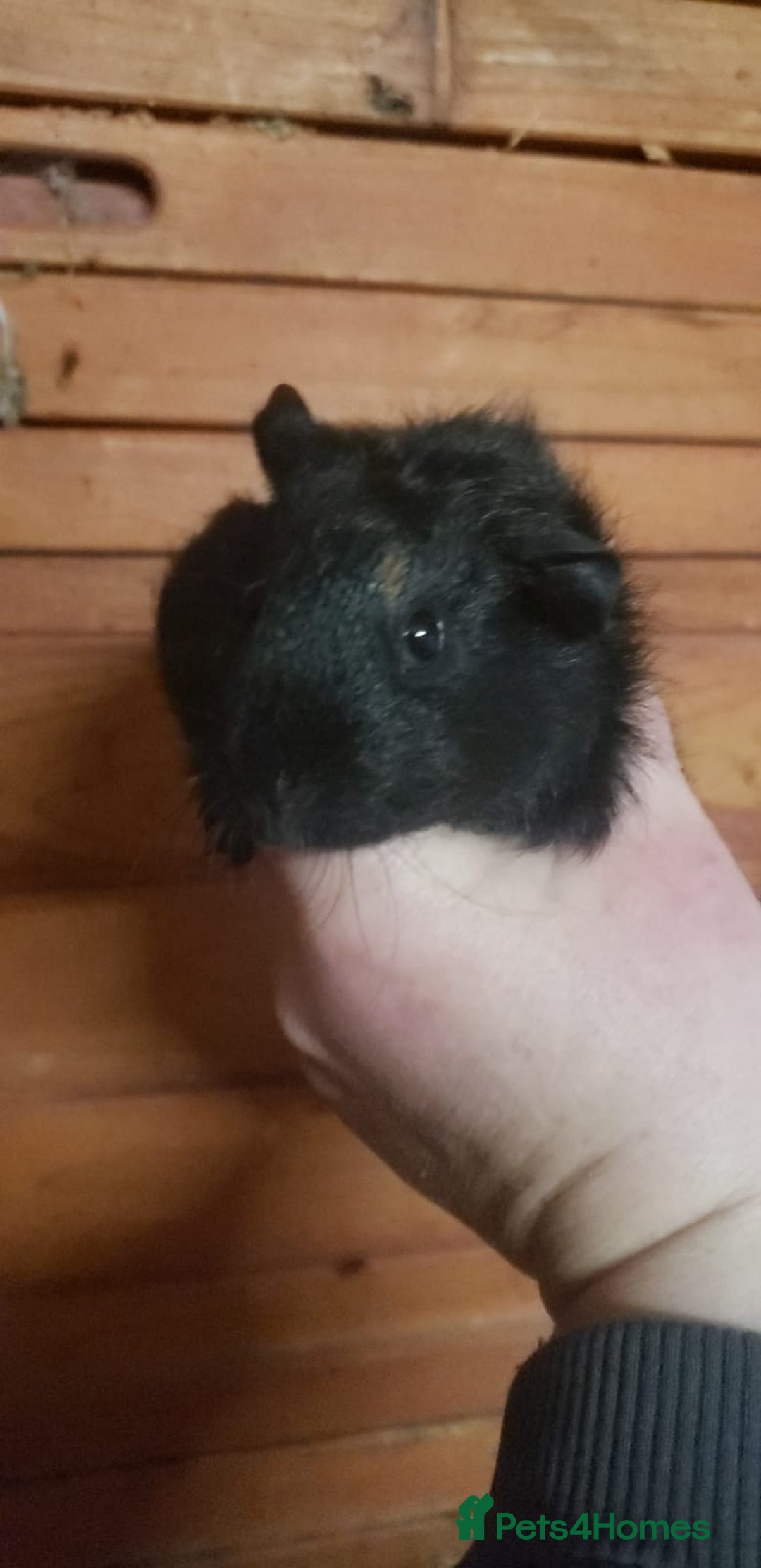 Guinea Pig rodents for sale: Guinea Pig Female/Males available now  - Advert 3