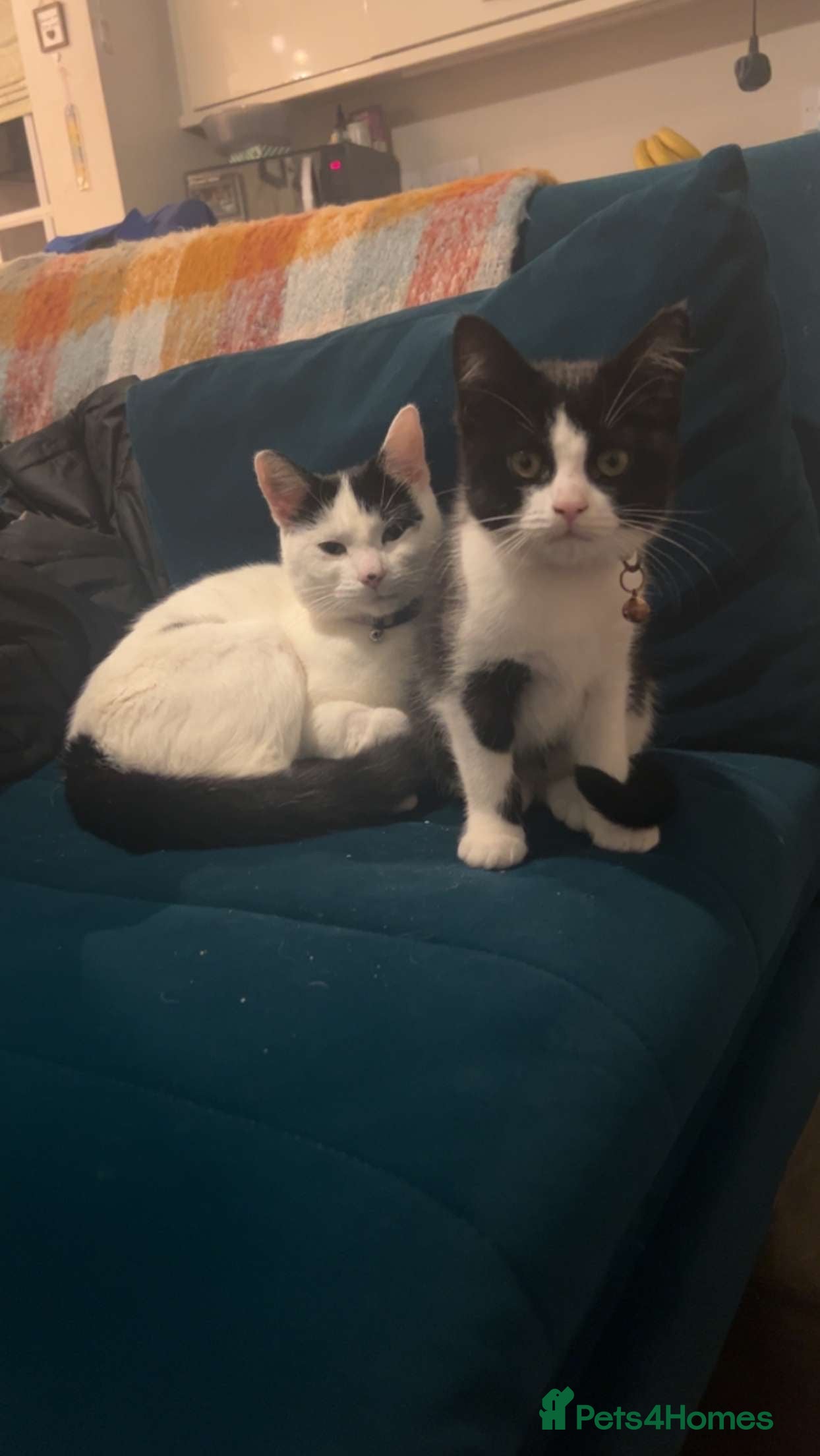 Mixed Breed cats FREE 4 year old cat and her 3 year old daughter - Advert 1