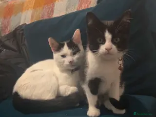 Mixed Breed cats FREE 4 year old cat and her 3 year old daughter - Advert 1