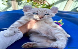 Bengal cats for sale: Gob smacking rare kittens  - Image 3