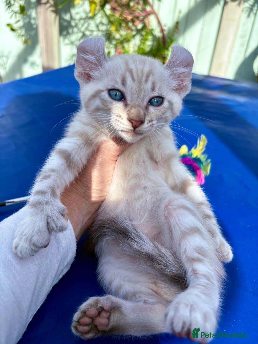 Bengal cats for sale: Gob smacking rare kittens  - Image 3