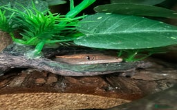 Gecko reptiles for sale: Harlequin Tricolour Crested Gecko + Large Tank - Advert 13
