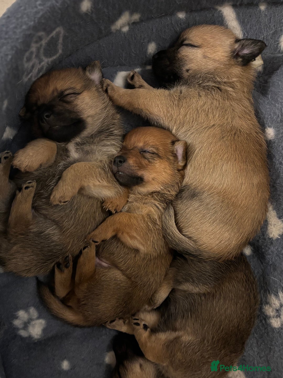 Mixed Breed dogs for sale: Jackaranian puppies - Advert 8