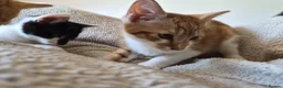 Mixed Breed cats for sale: Lovely playful kittens - Advert 13