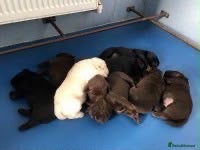 Labrador Retriever dogs 3 lovey Labrador looking for new home - Advert 1