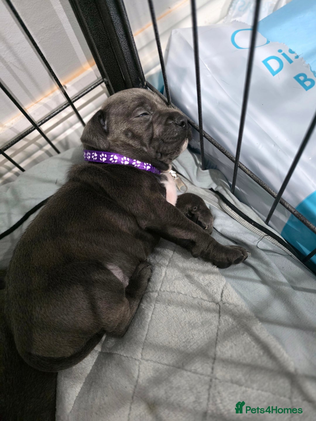 Staffordshire Bull Terrier dogs for sale: Beautiful Staffordshire Bull Terrier Puppies - Advert 6