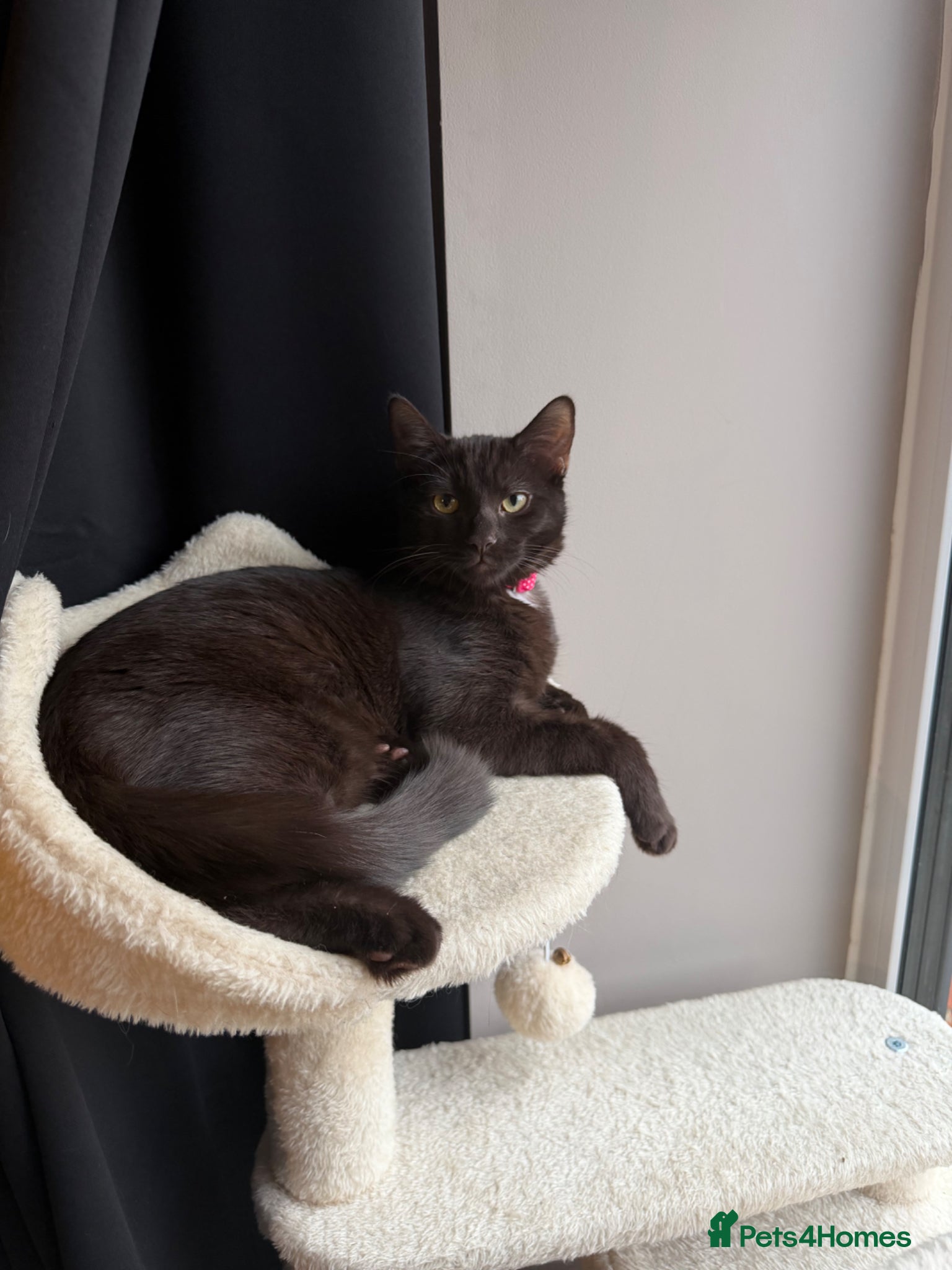 Mixed Breed cats Brown short haired kitten - Advert 5