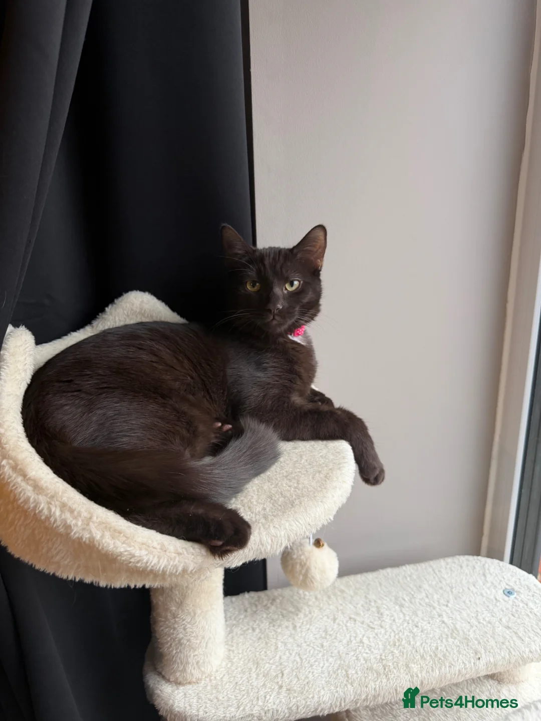 Mixed Breed cats for sale: Brown short haired kitten - Advert 1