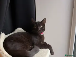 Mixed Breed cats Brown short haired kitten - Advert 2