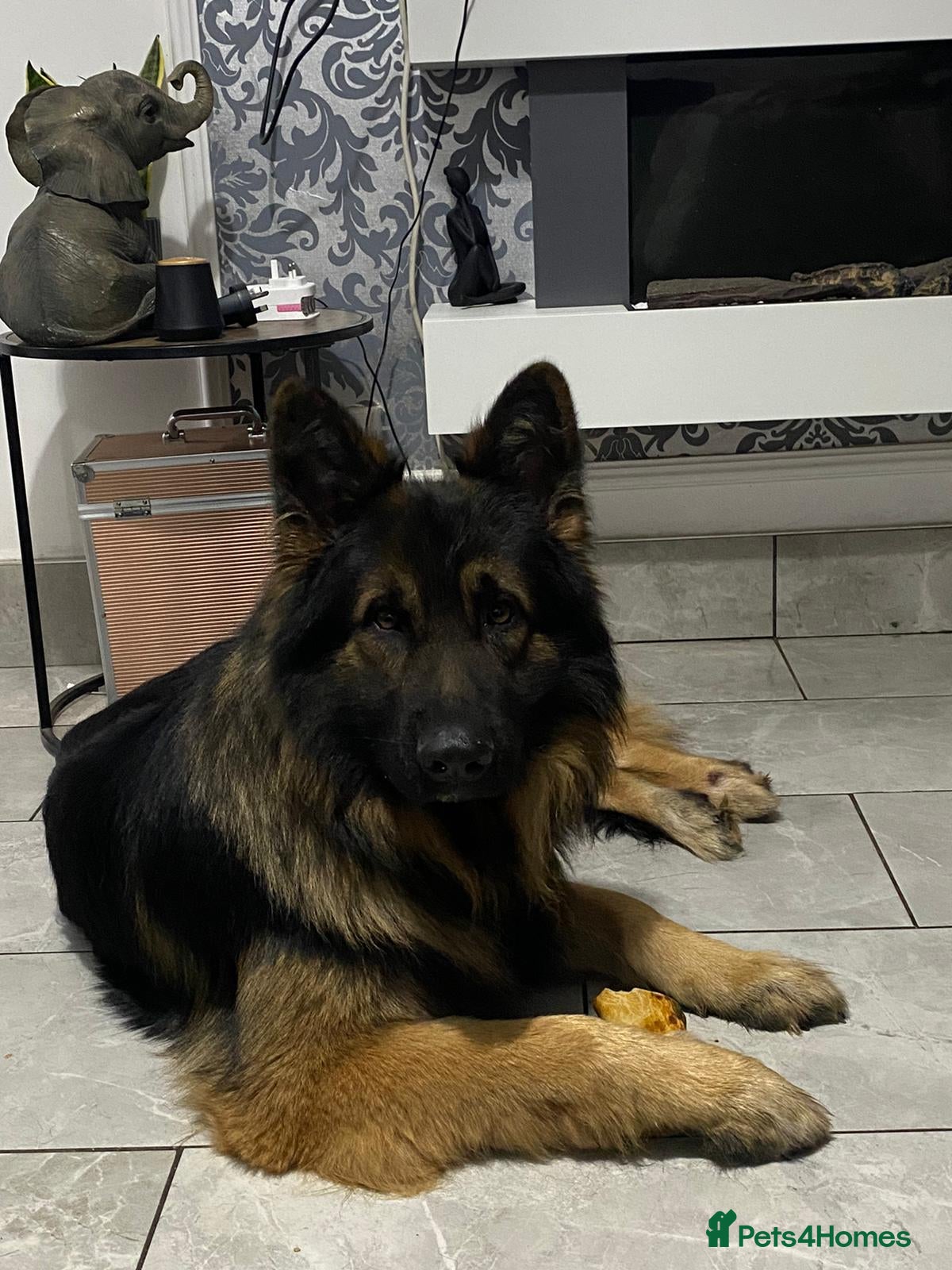 German Shepherd dogs German shepherd dogs at stud  in Basildon - Advert 18