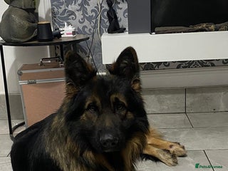 German Shepherd dogs in Basildon - Advert 20
