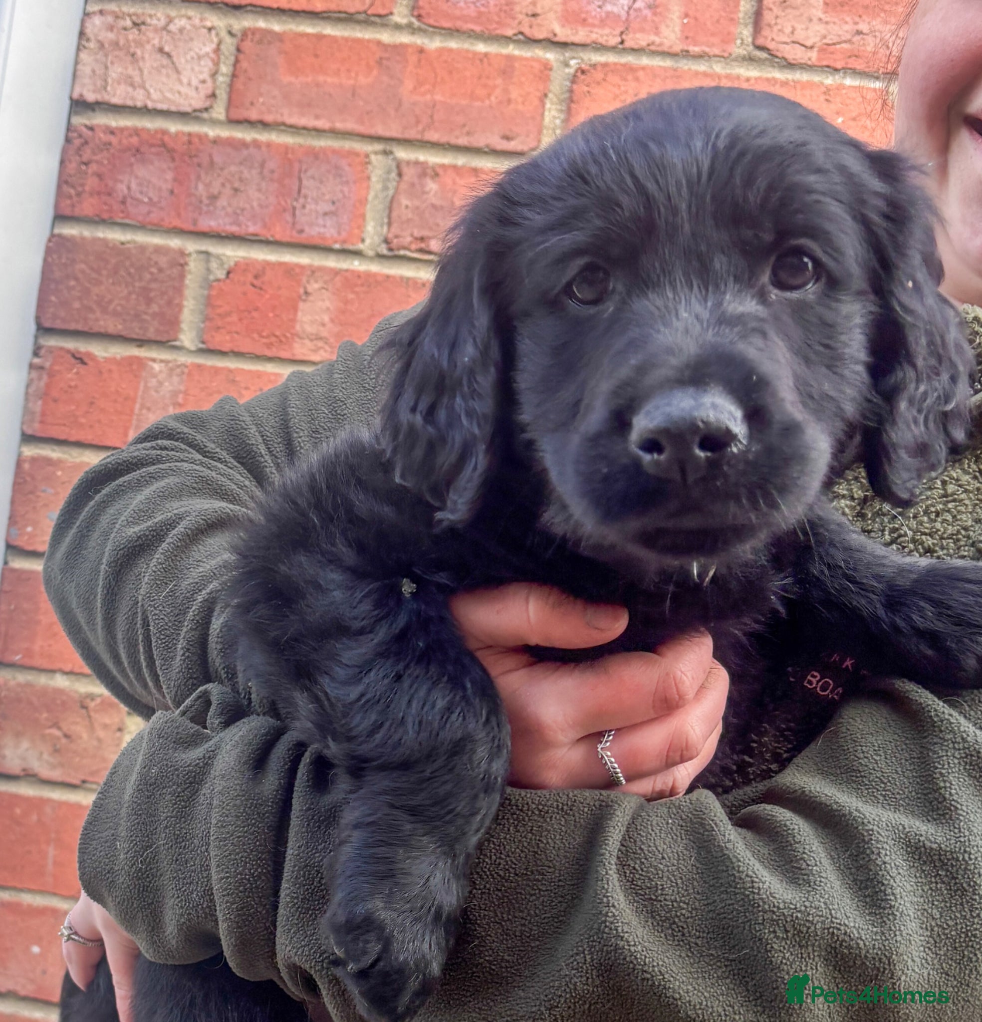 Mixed Breed dogs FC X GR 1 Gorgeous boy ready now  - Advert 1