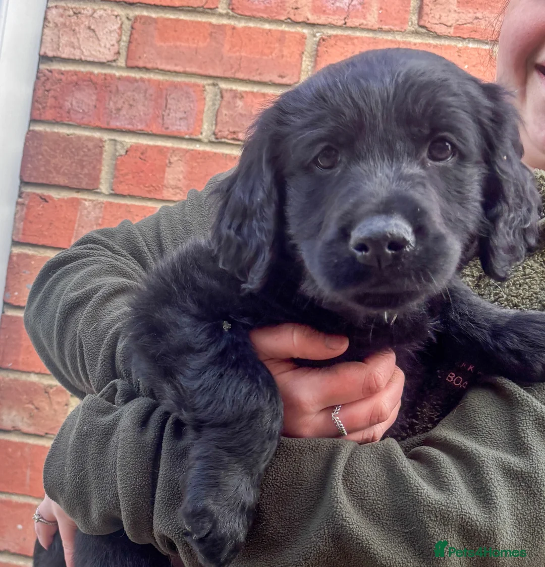 Mixed Breed dogs for sale: FC X GR 1 Gorgeous boy ready now  - Advert 1