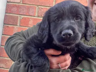 Mixed Breed dogs FC X GR 1 Gorgeous boy ready now - Advert 1