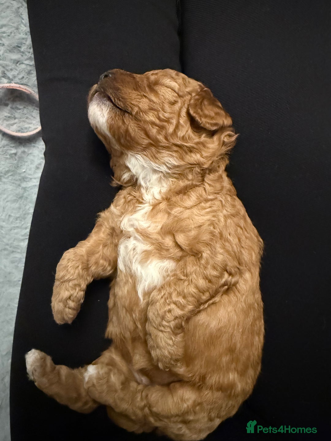 Cockapoo dogs for sale: Championship bloodline F1B toy Cockapoos  - Advert 27